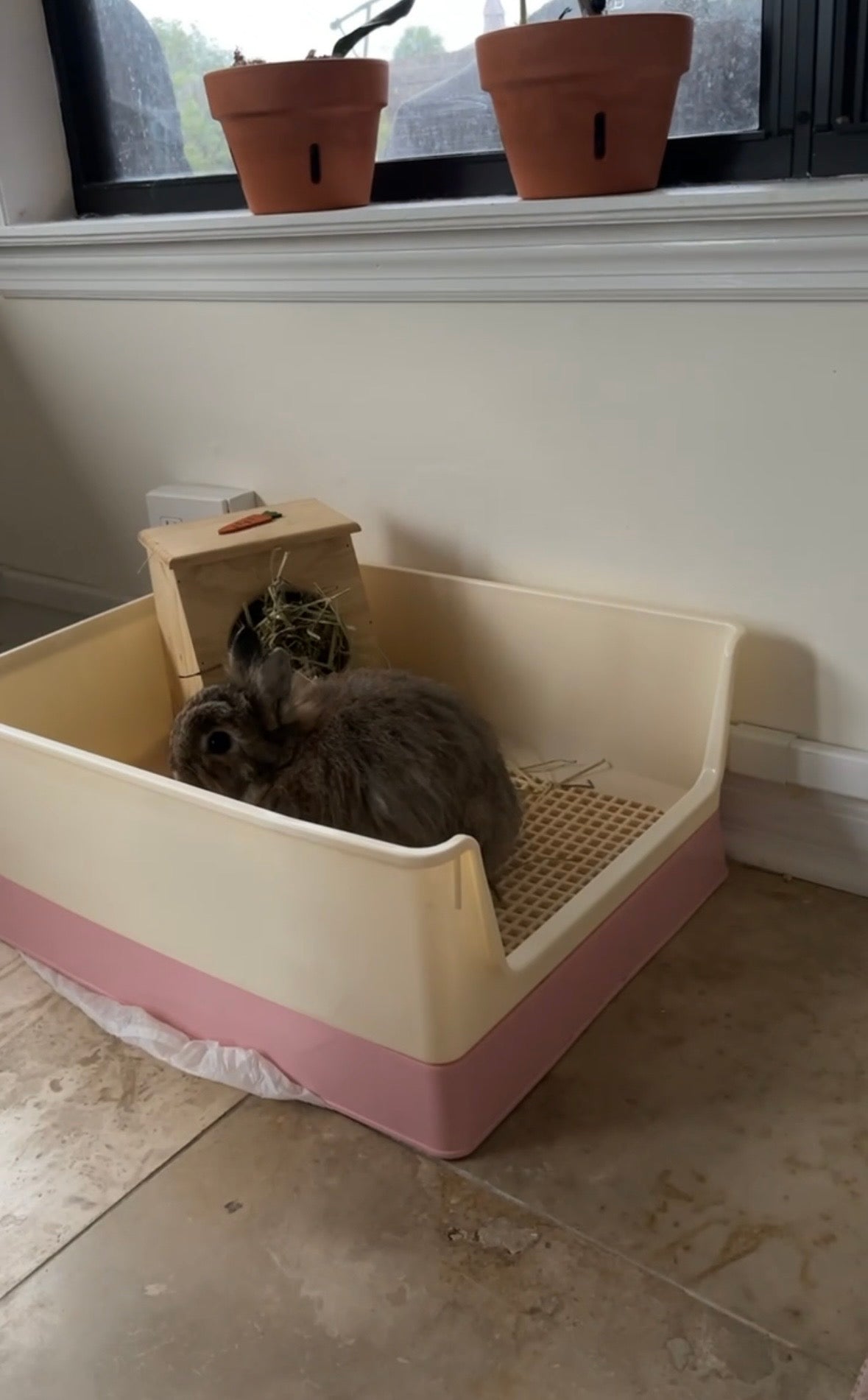 What Size Litter Box Does a Rabbit Need?