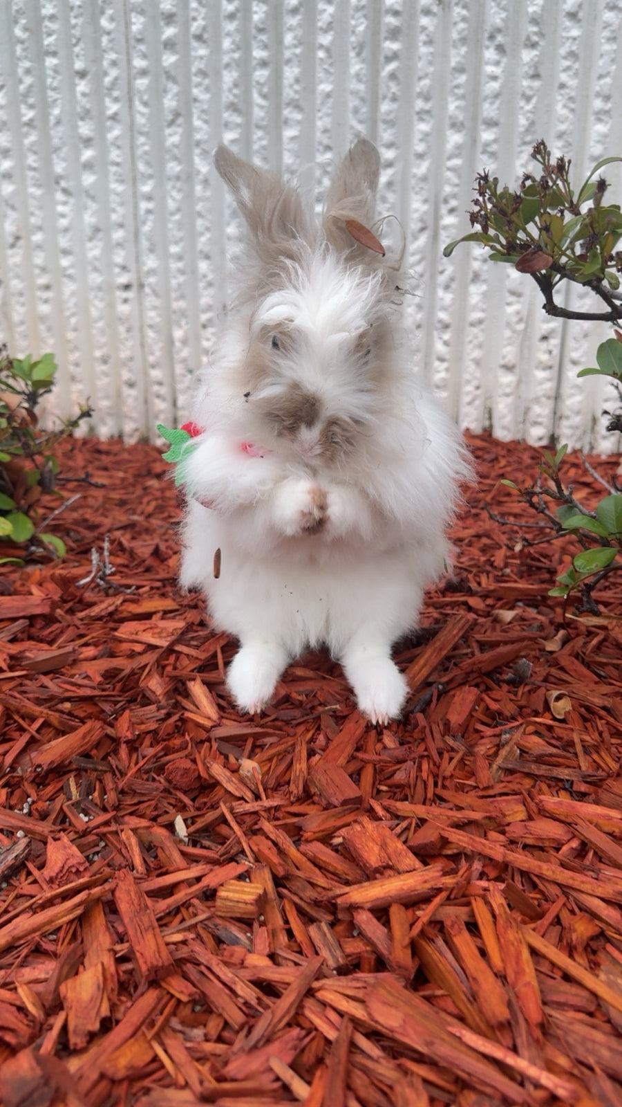 LuckyBunny of the Week