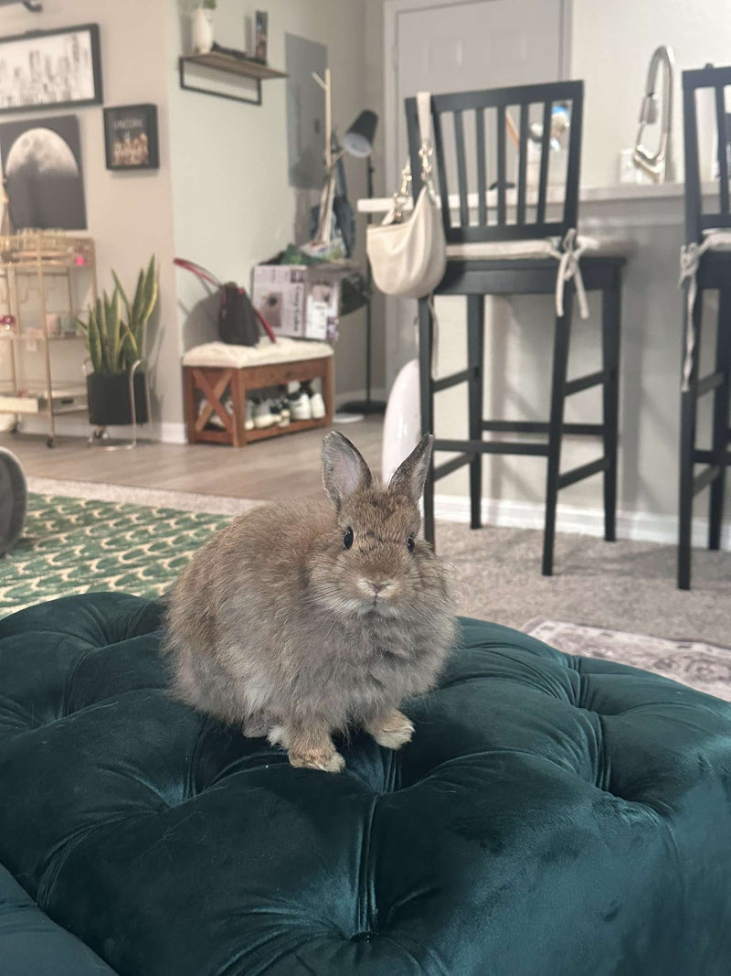 LuckyBunny of the Week