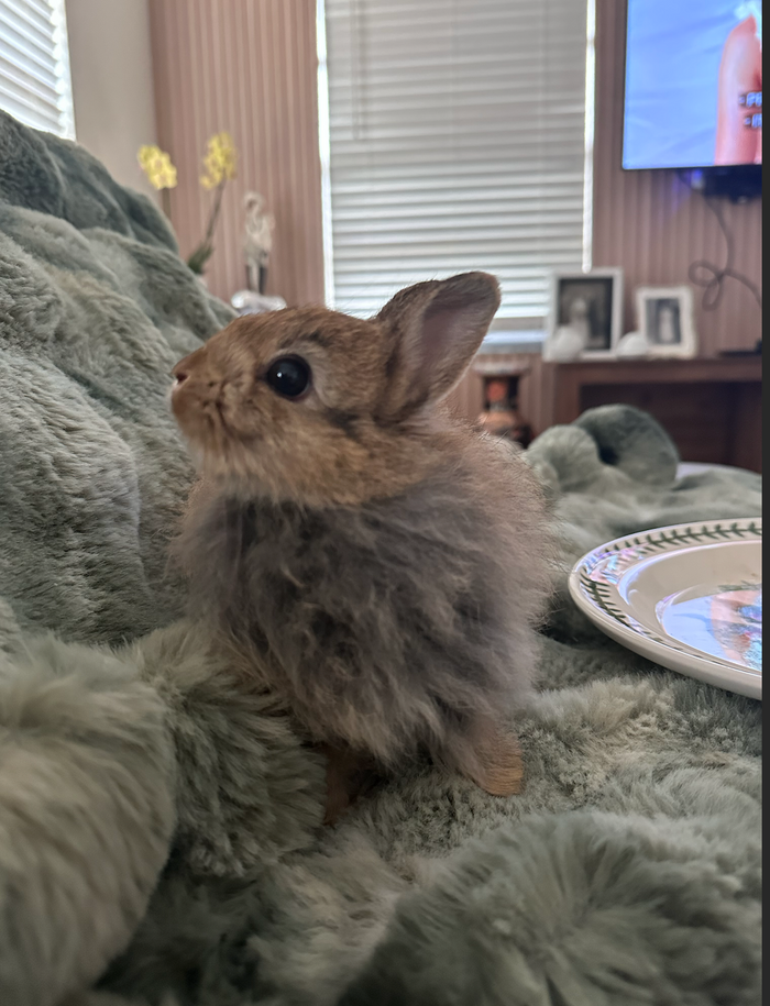 Oliver the Netherlands Dwarf bunny
